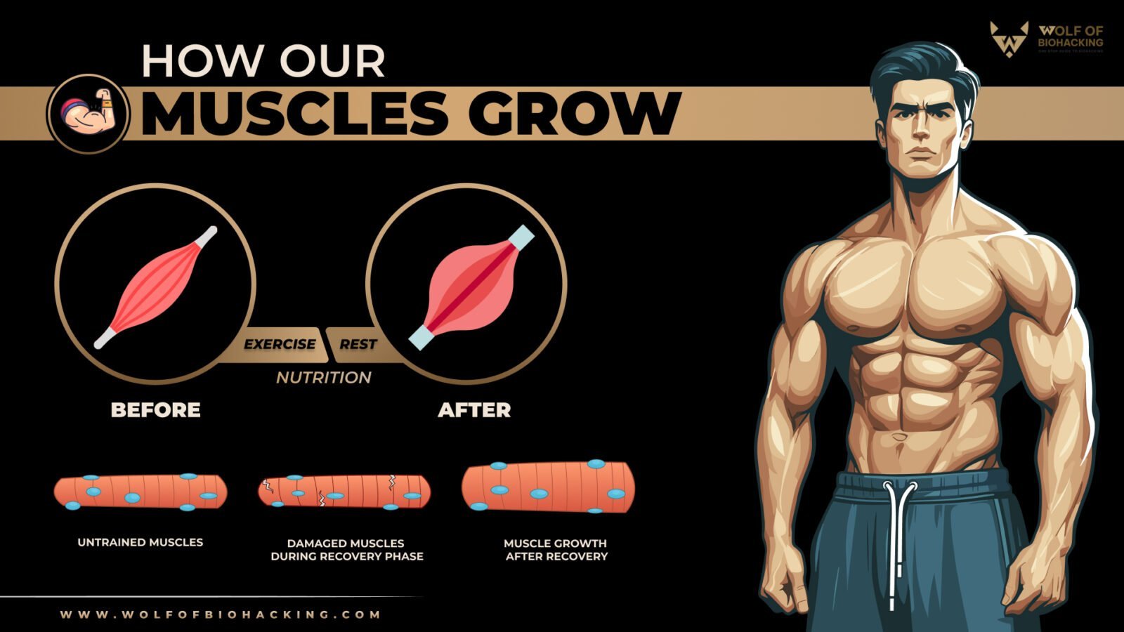 muscle growth process
